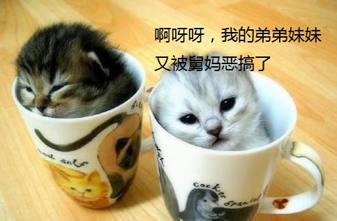 袖珍猫日记