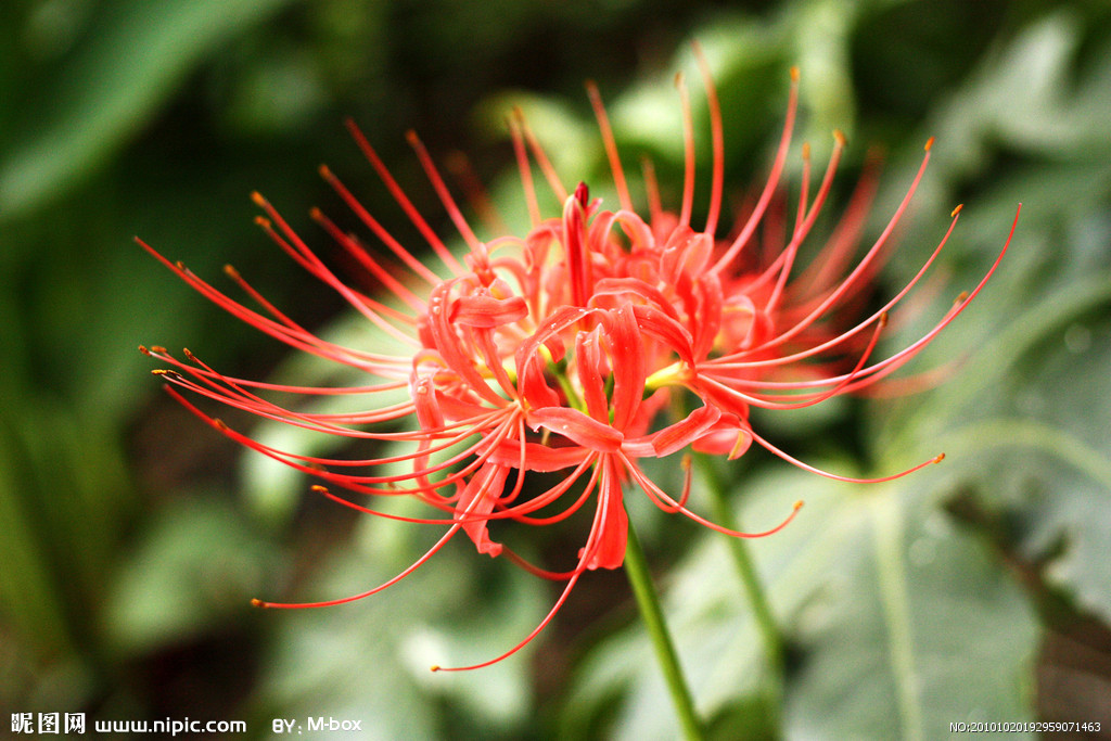 兰花花语++香罗兰:困境中保持贞节