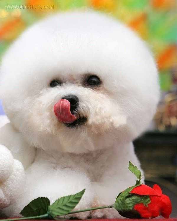 丿音忧冷﹋ 看看这些可爱的小动物.