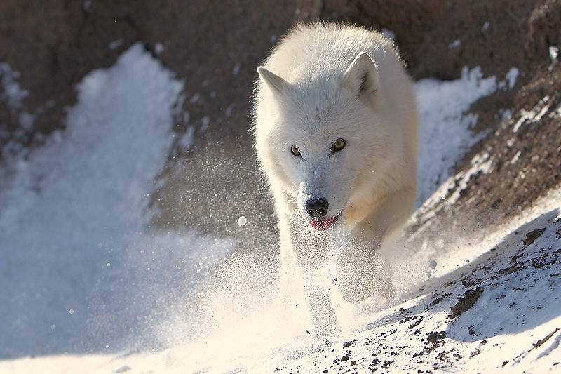 雪狼图片大全