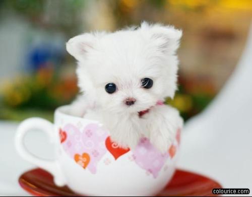 茶杯犬 茶杯犬图片 茶杯犬寿命高清图片