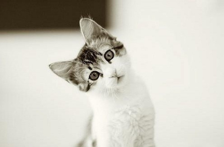 【大炮】喵咪控快进来围观喽!!