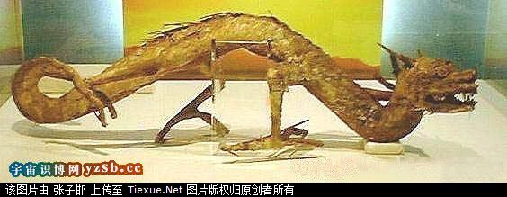 龙存在的证据!龙不再是传说