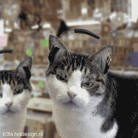 壁纸 动物 狗 狗狗 猫 猫咪 小猫 桌面 280_280 gif 动态图 动图