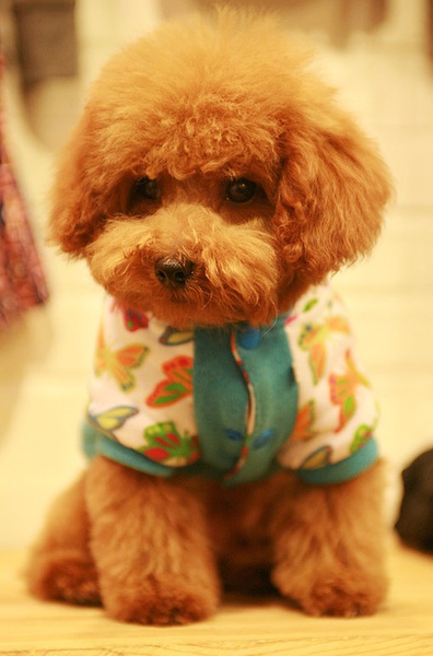 【盘点】那些可爱的明星狗品种_明星圈_百田网