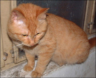 【恶搞】 猫咪老师cos大赛正式开幕!无节操的猫咪们.