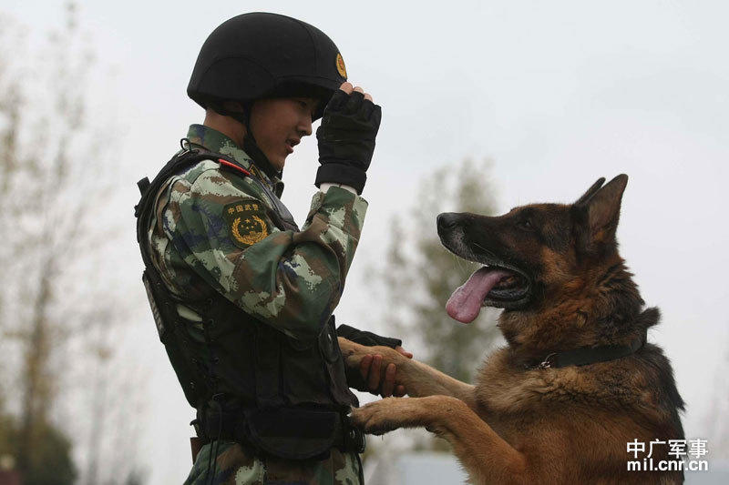 【天狼】《传奇i警犬》