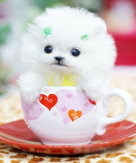 给我最可爱的茶杯犬图片