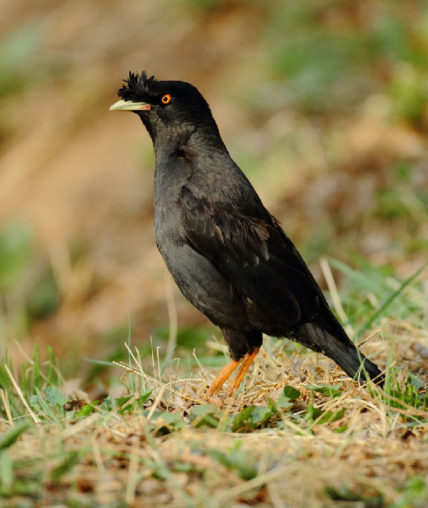 会说话的鸟有哪些?_百田知了
