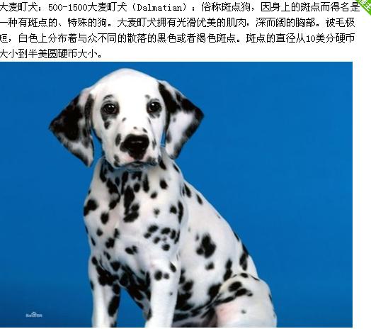 各种狗狗的图片和身价