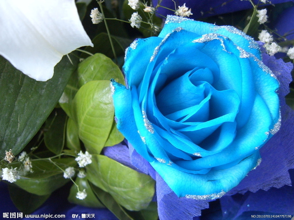 【浅夏(小号)】圈圈中的人物代表的花~~~_百田奥比岛圈