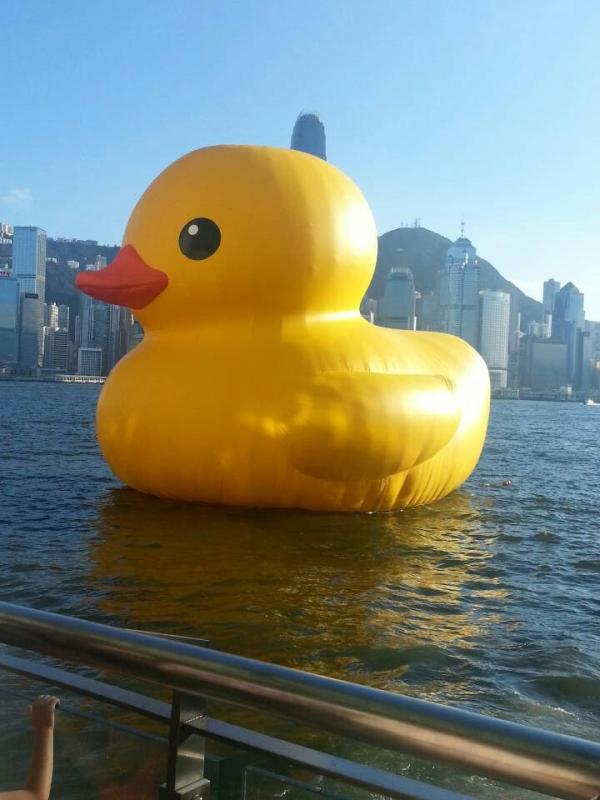 香港的巨大鸭子,你看了没有?