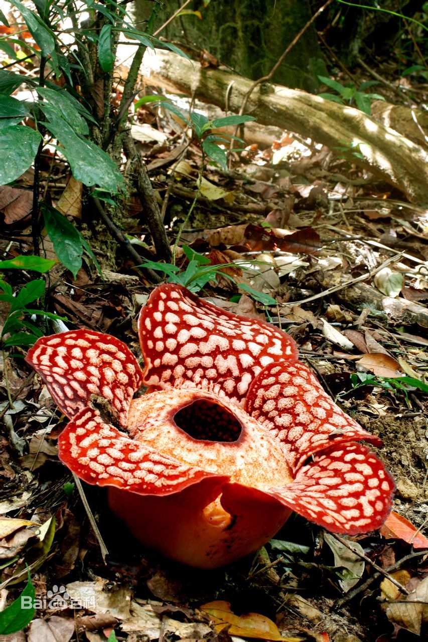 什么花有臭味儿?(4个)